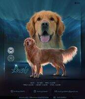 LOVELY Magic Wolly's Dogs