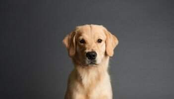 UKC CH Rose Gold's Calypso