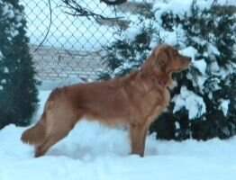 Highlands The Peaceful Lion Of Topaz THDN