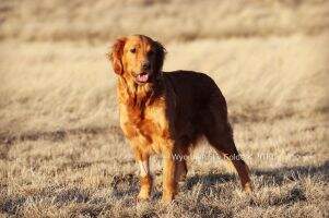 Montana Sky Wyoming's Charlie