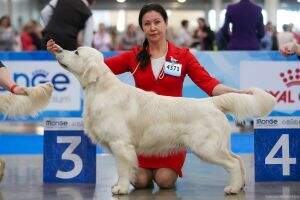 Rus, Ch Blr, Ch Club, Ch Grand Rus LaRous Line Rodney