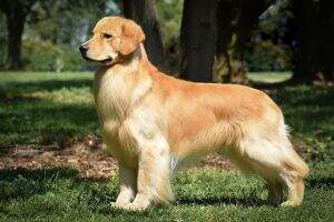 GCH/Can GCHS Golden Clover's Holy Smoke!