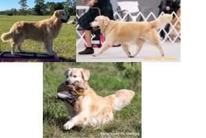 CH; HR; U-CH. U-BVIS; IABCA WBCH Star Crowned Kodiak Island BN SHU FDC CCA FTN TKI RATI