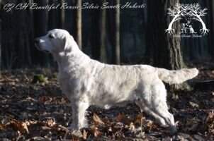 Beautiful Rousie Silvis Sancti Huberti