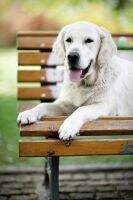 Beatiful Bonnie Bohemia Angel