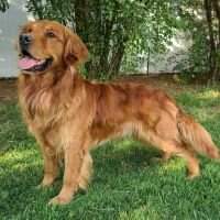 Lish's Long Haired Country Boy Of Wm Farms Lish's Long Haired Country Boy Of Wm Farms