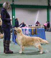 ShCh (UK) C.I.B (IntCh) DKCh(U) PLCh LTCh ESTCh WJW'18 Prince Charming Qdore of Labgold DRCJCh VDHJCh NLJCh PlJCh. Amsterdam