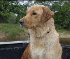 Finley River Retrievers Annie