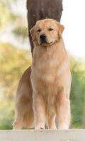 Ch.Br. & Puppy Goldentrip Forever Brulee Ch.Br. & Puppy Goldentrip Forever Brulee