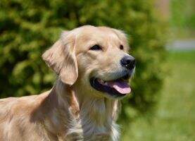 URO2 ARCHX Madileau's Spring Blush RN BN DCAT TKA CD-C SN-C RL3-AOE RL3X RL2X RL1X2