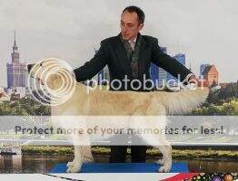 C.I.B. Ch.Bg GrandCh.Bg Balkan Ch. Ch.Ro. Grand Ch.Ro HU ShowCh Piece Of Gold Smokie's Back To Bradford