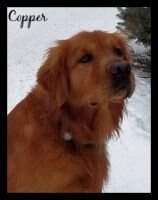 Muddy Meadows Doctor Copper