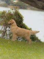 BRISTOL GOLDENS DONATELLA