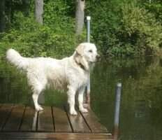 Livingstons Maggie May