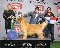 Col, Mex , Nic Legacy Golden Murray