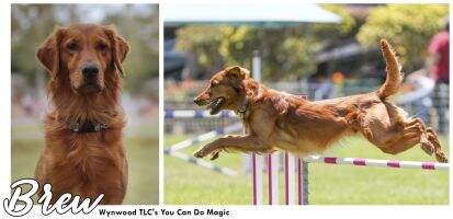 Wynwood TLC's You Do Magic BN RA MXF MFS T2B2 SIN SEN SHDN TKI CCA
