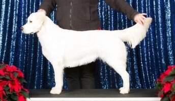 Nat CH Quinn of Henne Goldens
