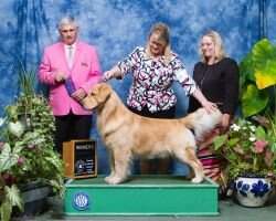 UKC-CH Eclipse's One More Is Never Enough At TimberRidge CGCA TKA