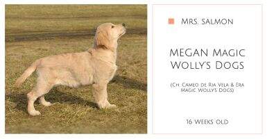 MEGAN Magic Wolly's Dogs