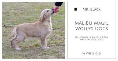 MALIBU Magic Wolly's Dogs