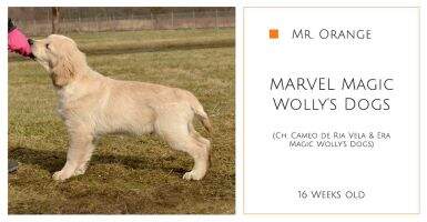 MARVEL Magic Wolly's Dogs