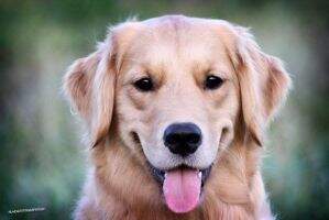 Shootdog Golden Creamy Holly