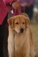 Maximus Golden Trip Falling In Love With You