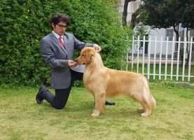 CH.JCHI ANGELO OF GOLDEN ELUNEY