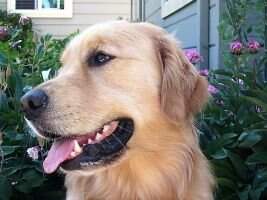 Cabochon's Traveling Lad Angus-He's The One BN RI TKN