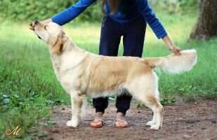 Skylinedog Rose Jennifer