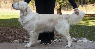 Regalgoldens Secret Valentine