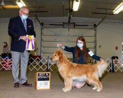 MBISS GCHB CH Infinite Wish Upon a Star at Rembrandt THDN DN DJ CGCA CGCU TKA MBISS HIT