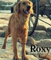 Berger's Roxy