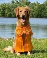 HRCH Wetland Retrievers Legally Blonde
