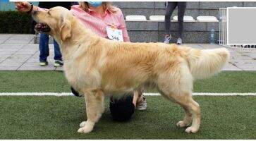 C.I.B. & Ch CZ Ch SK Ch PL Ch SLO Ch AUS Ch HU Club Ch RK CZ DANUBE WINNER 2023 MR WINDSOR CASTLE Rozmachany Ogon