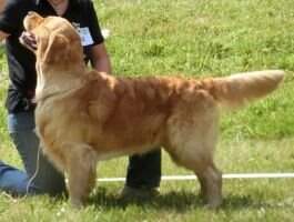 Buddha Bear of Schmidtis Mainstreet Goldens