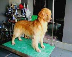 TH.CH. PHUKHIEO'S O-POR GOLD