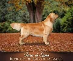 Fr JCh/Fr. Ch/CIB/CIE/Lux/Bel/Spain/VDH. Ch/UK Sh.Ch. Terra Di Siena Invictus du Bois de la Rayere Crufts'22 Fr JCh/Fr. Ch/CIB/CIE/Lux/Bel/Spain/VDH. Ch/UK Sh.Ch. Terra Di Siena Invictus du Bois de la Rayere Crufts'22