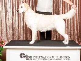 Intl. CH Goldfeathers Sandtrap Siesta Intl. CH Goldfeathers Sandtrap Siesta