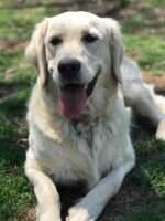 Integrity's Lovable Lizzie