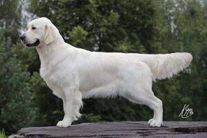Ch Lovehayne Bijou Among Fairwinds JW