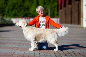 UA 2 CH UA Be Mine Golden Tradition UA 2 CH UA Be Mine Golden Tradition