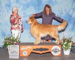 MBISS CH Wagntail's Phor By 4 BN