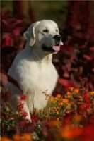 Rus GrChRUS BUL ROM CH MOL UKR ALB KAZ KVR Zidan Gold Matiss RFK FT-DUCK