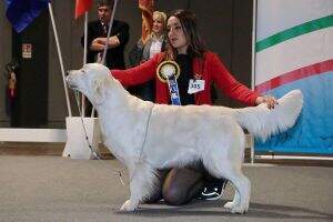 - Crufts qualification '19 Like A Song Della Porta Dei Berici