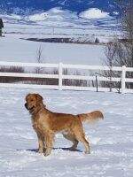 Joyful Jumping Jasper Of Tilgate Goldens