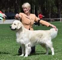 Aust Ch Ivylock Ready Teddy Go Aust Ch Ivylock Ready Teddy Go