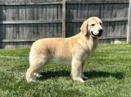 UKC CH Mattiaci It's A Wonderful Life TDN TKN UKC CH Mattiaci It's A Wonderful Life TDN TKN