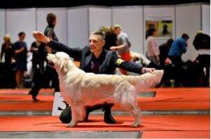 LV EST BALTIC LT CH LV CH EST CH BATLTIC CH PL CH CLUB WINNER 2018 PRINS NIKO OF SWEETMEAT'S