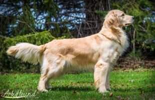 Golden Paws Lexus CA